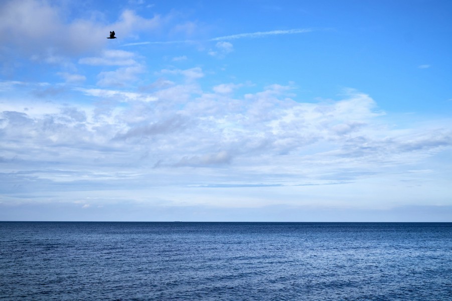 Ostsee mit Vogel
