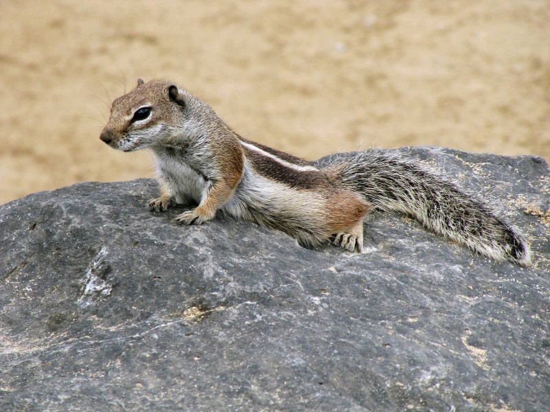 Atlashörnchen