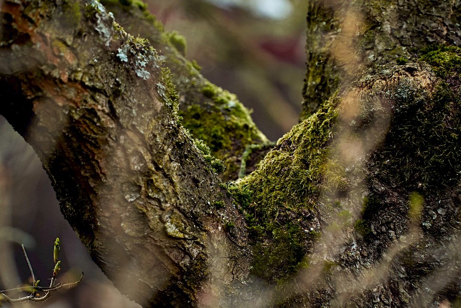 Baum mit Moos