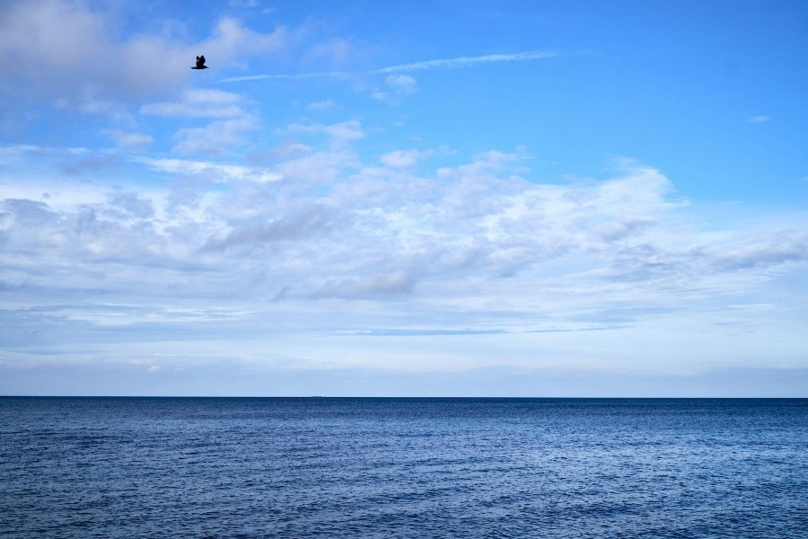 Ostsee mit Vogel