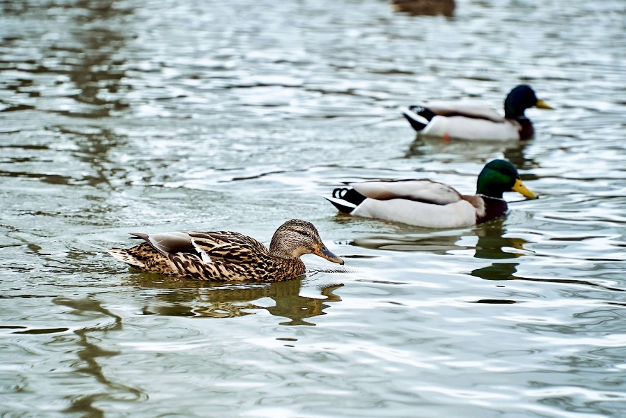 Enten in Blankenhain