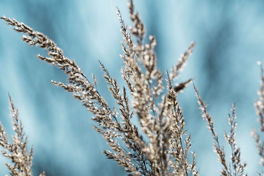 Gras