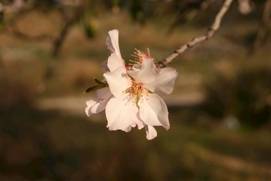Kirschbaum Blüte