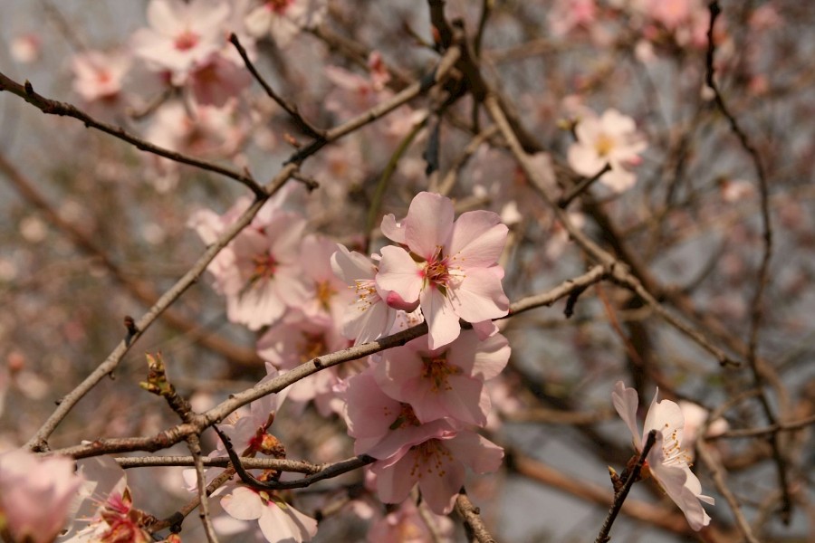 Kirschbaum Blüten